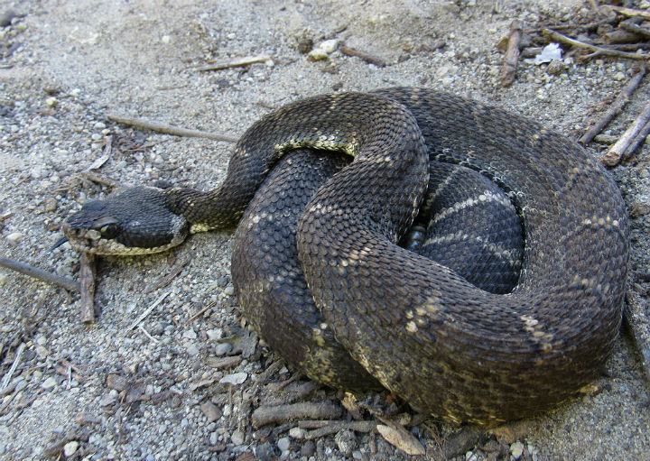 Northern Pacific Rattlesnake